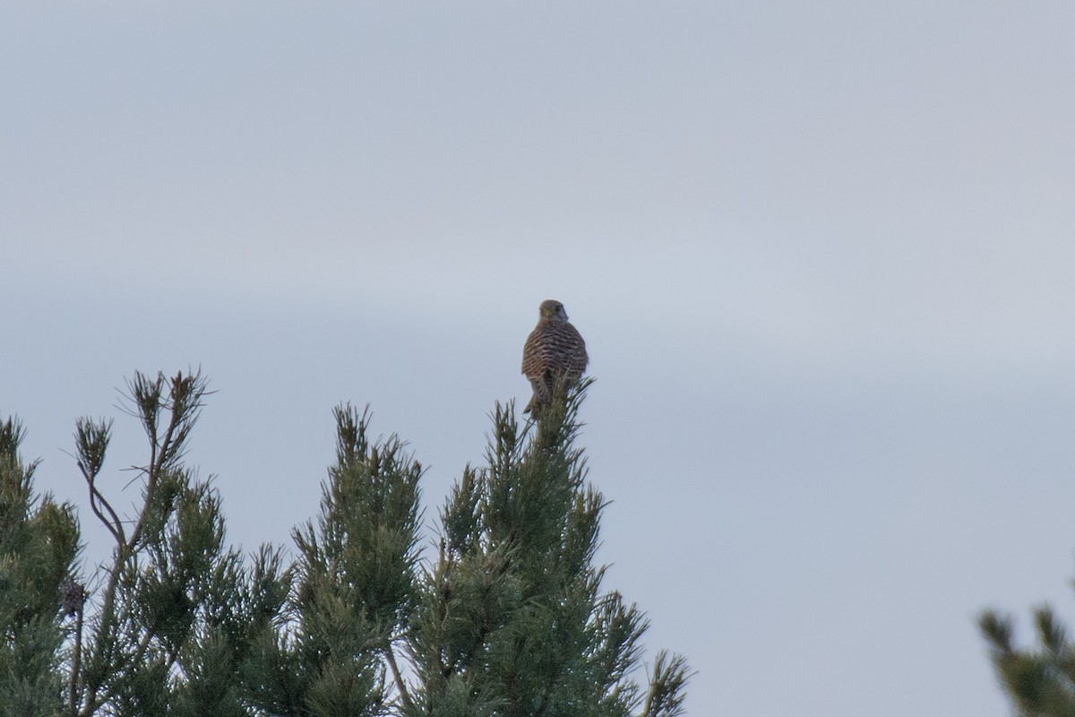 Eurasian Kestrel - ML82553511