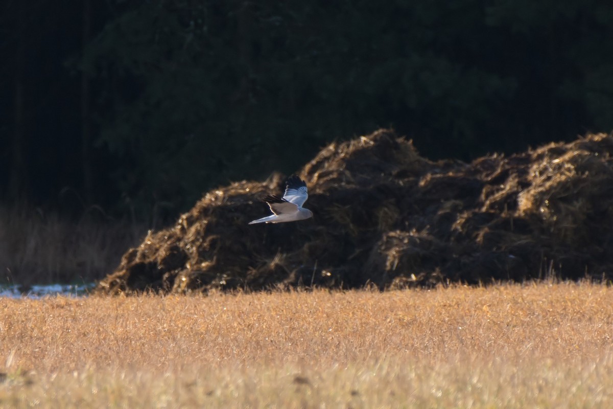 Hen Harrier - ML82553561