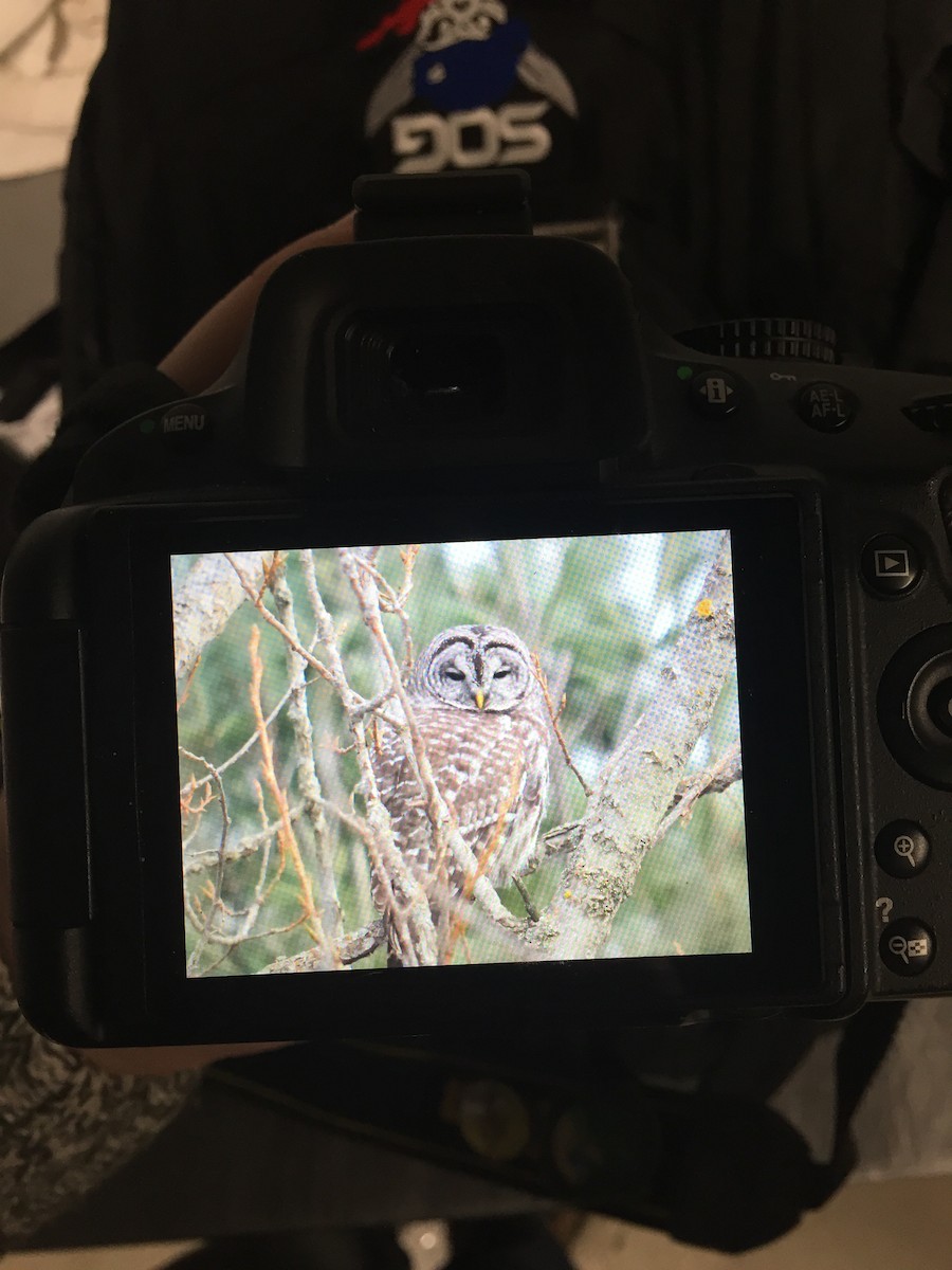 Barred Owl - ML82553611