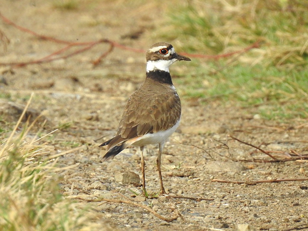 Killdeer - ML82554001