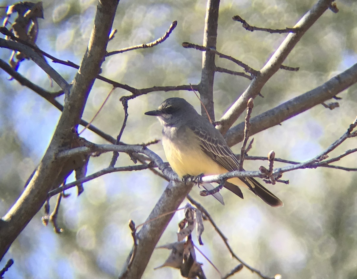 Cassin's Kingbird - Andy Wraithmell