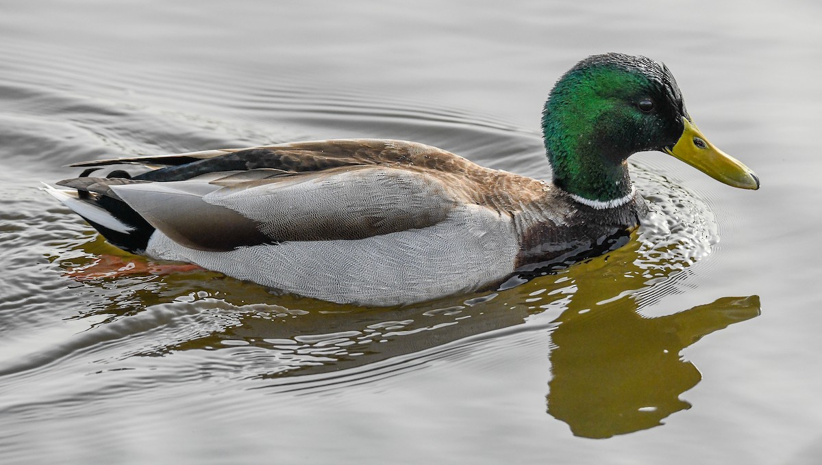 Canard colvert - ML82554811