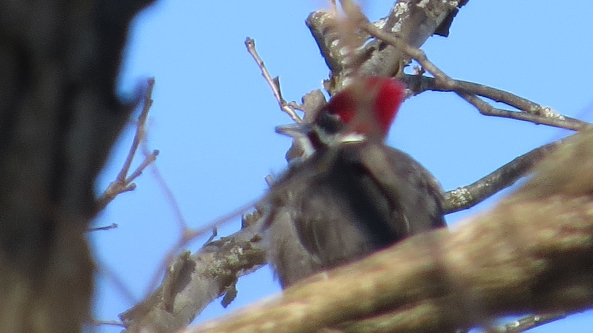 Pileated Woodpecker - ML82555961