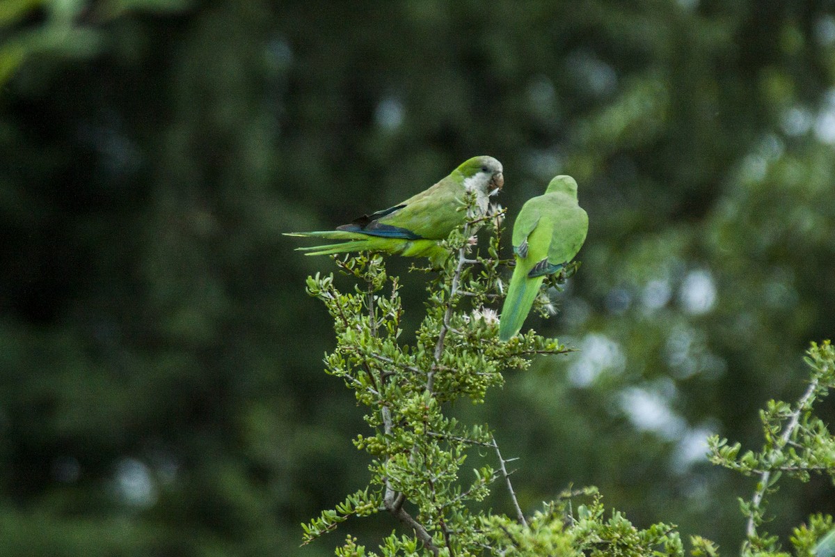 Monk Parakeet - ML82557941