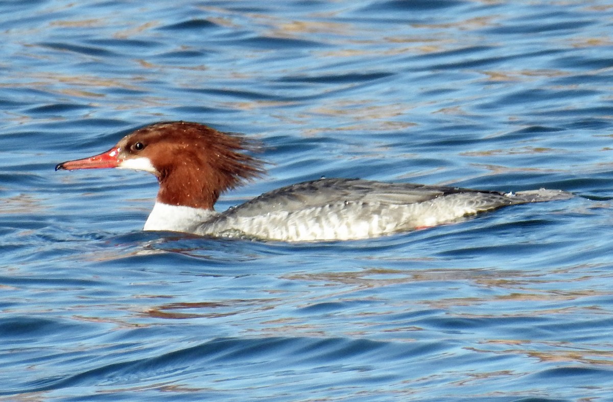 Common Merganser - ML82558621