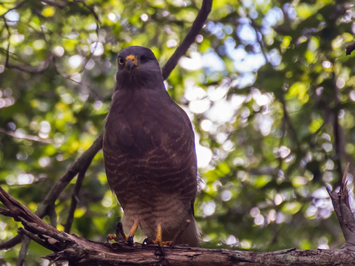 Roadside Hawk - ML82559081