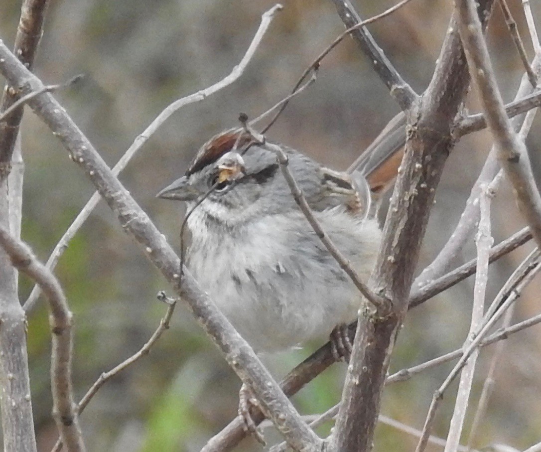 Swamp Sparrow - ML82560131