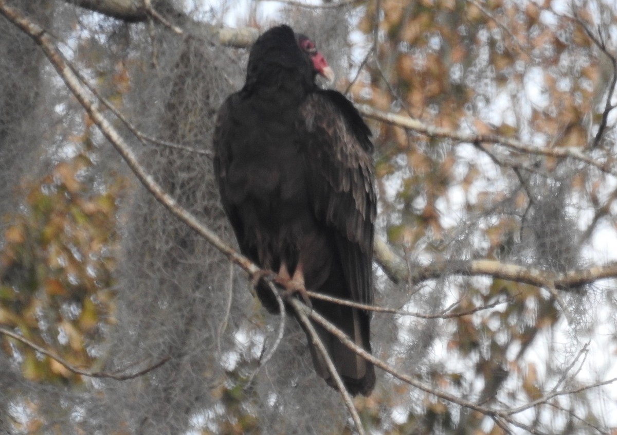 Turkey Vulture - ML82560251