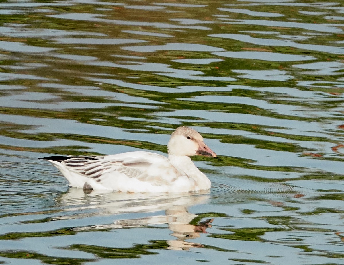 Snow Goose - Brooke Miller