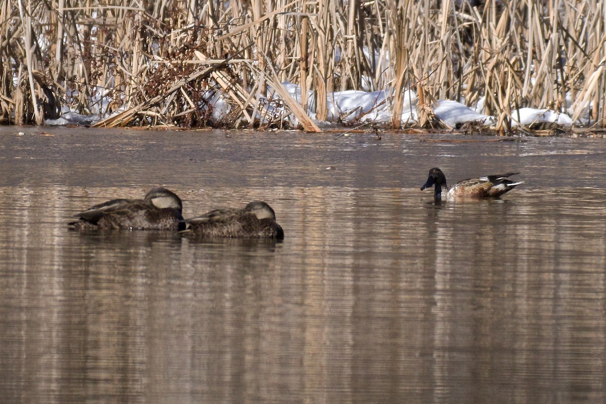 American Black Duck - ML82562571