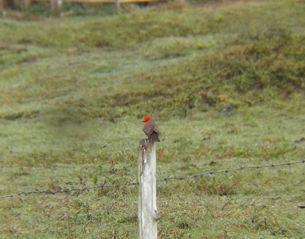 Vermilion Flycatcher - Rudy Botzoc @ChileroBirdingGuatemala