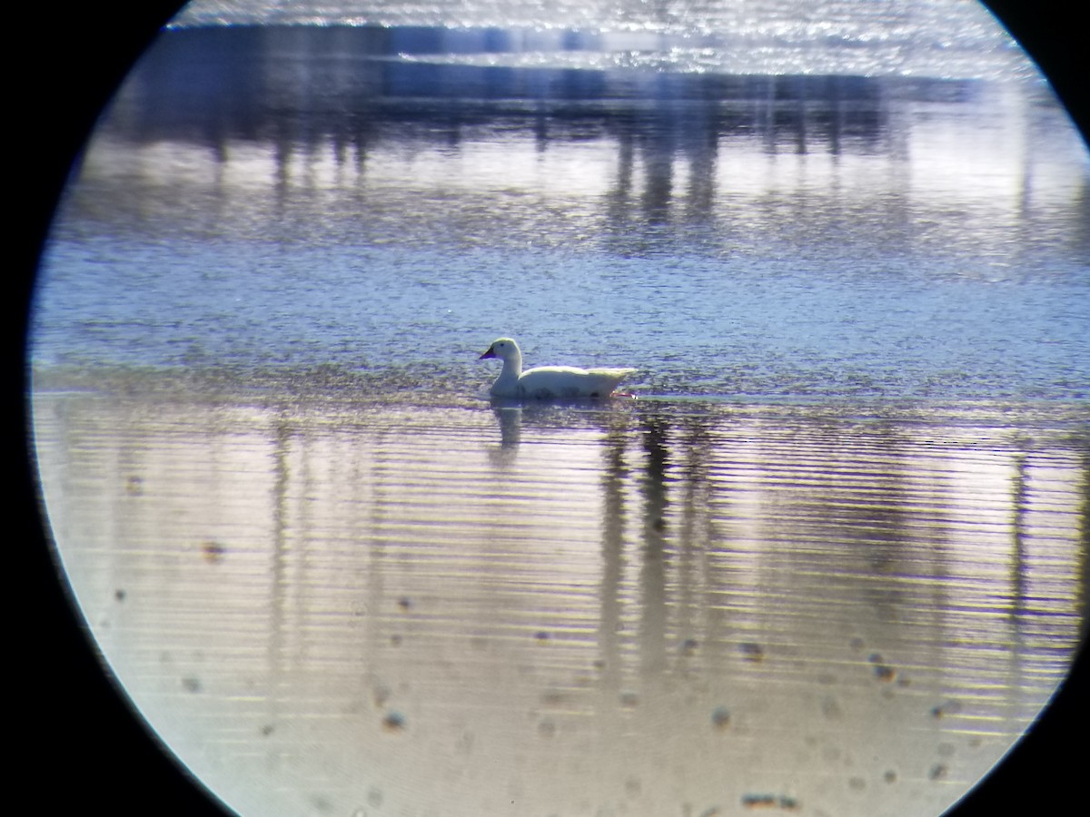 Graylag Goose (Domestic type) - ML82563741