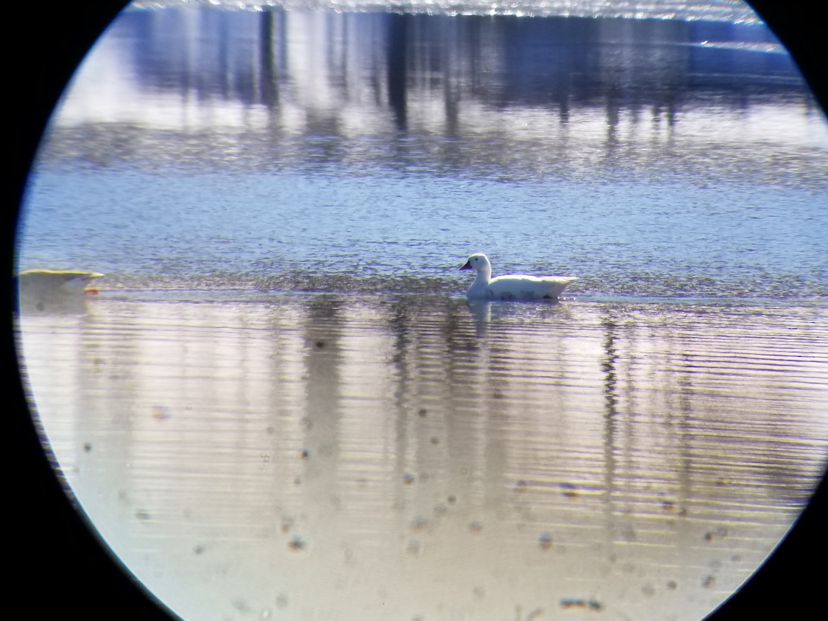 Graylag Goose (Domestic type) - ML82563751