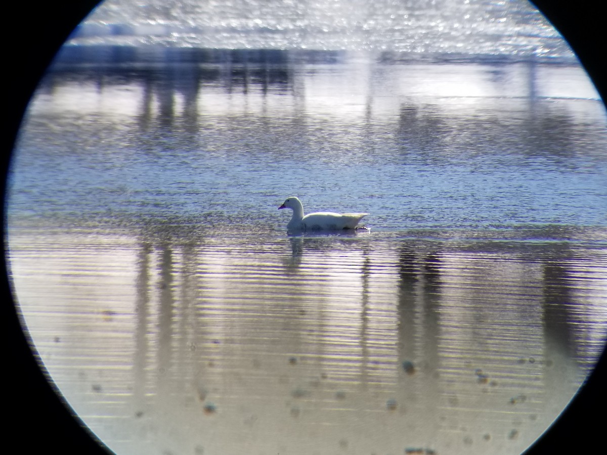 Graylag Goose (Domestic type) - ML82563761