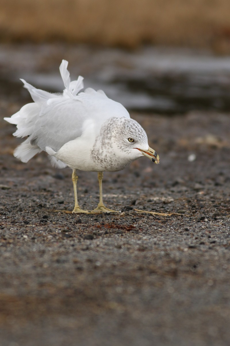 Ring-billed Gull - ML82564331