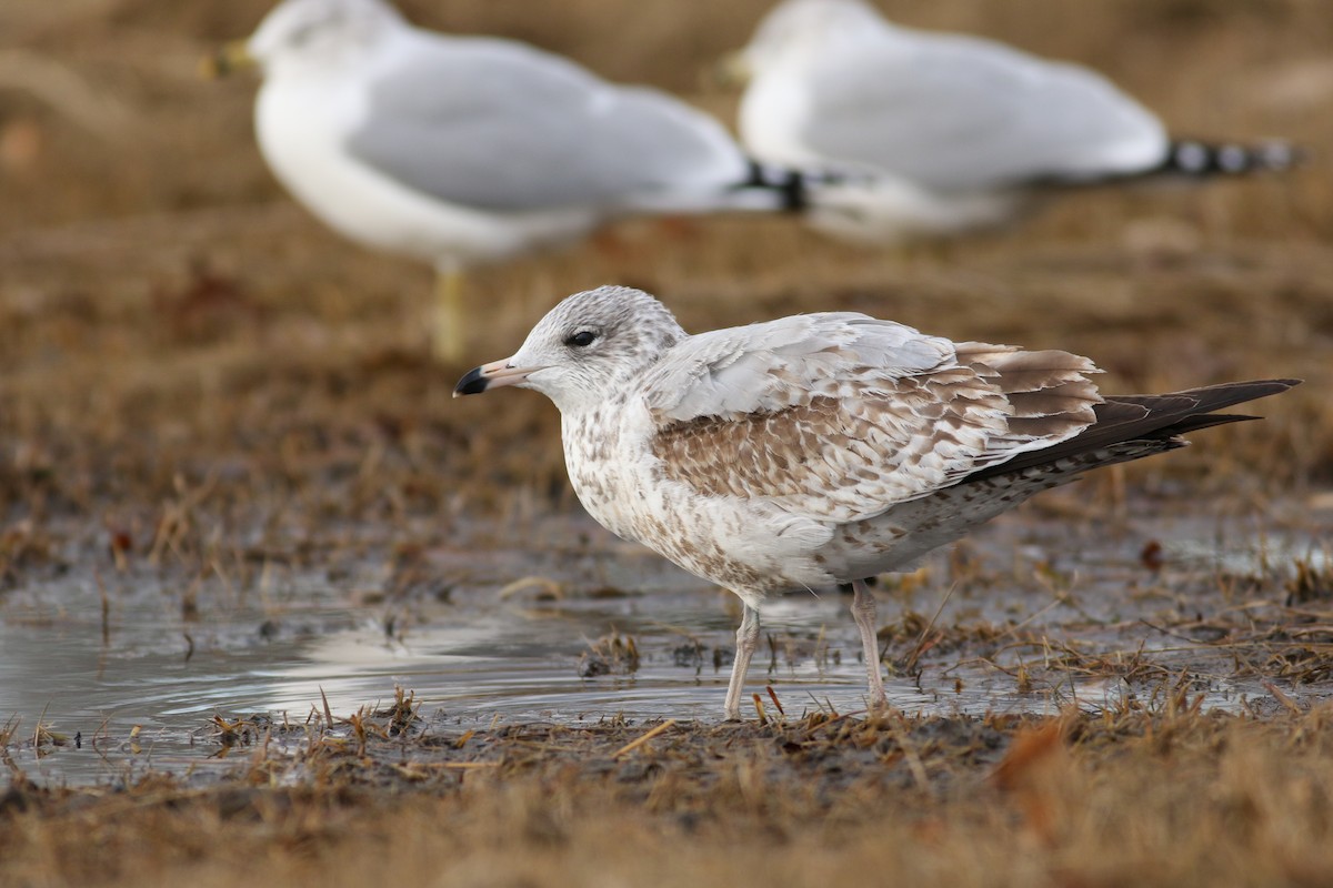 Ring-billed Gull - ML82564421