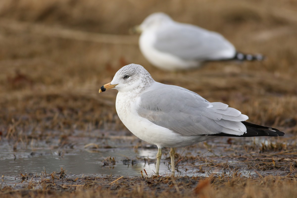 Ring-billed Gull - ML82564431