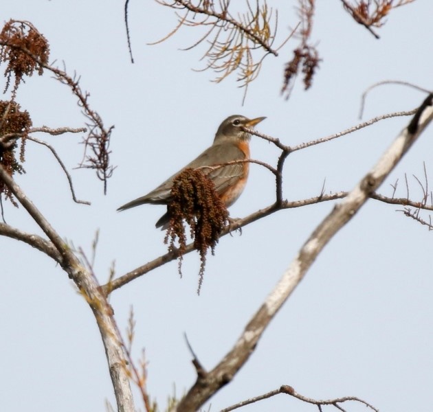 American Robin - ML82564761