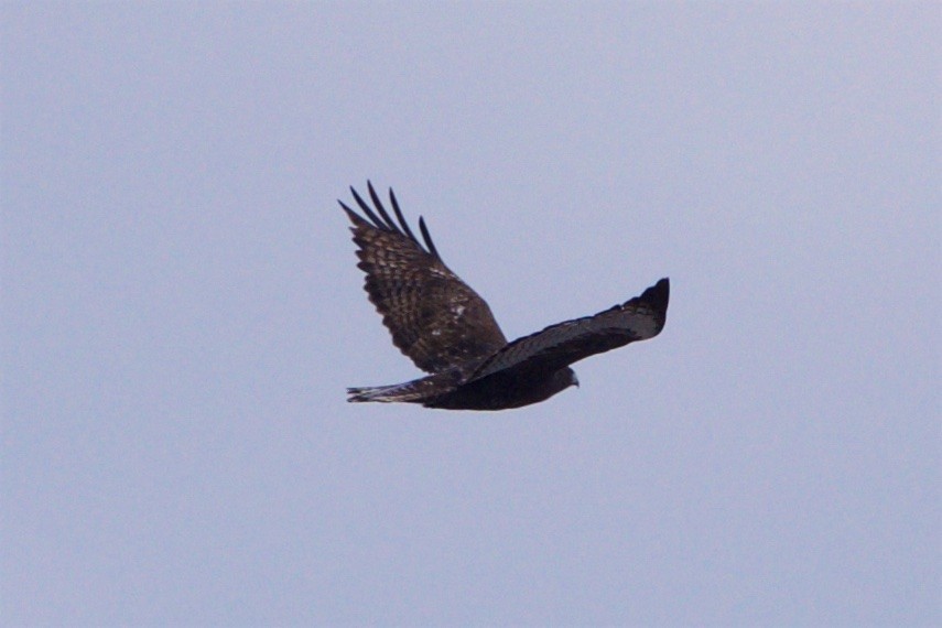 Red-tailed Hawk - ML82566851