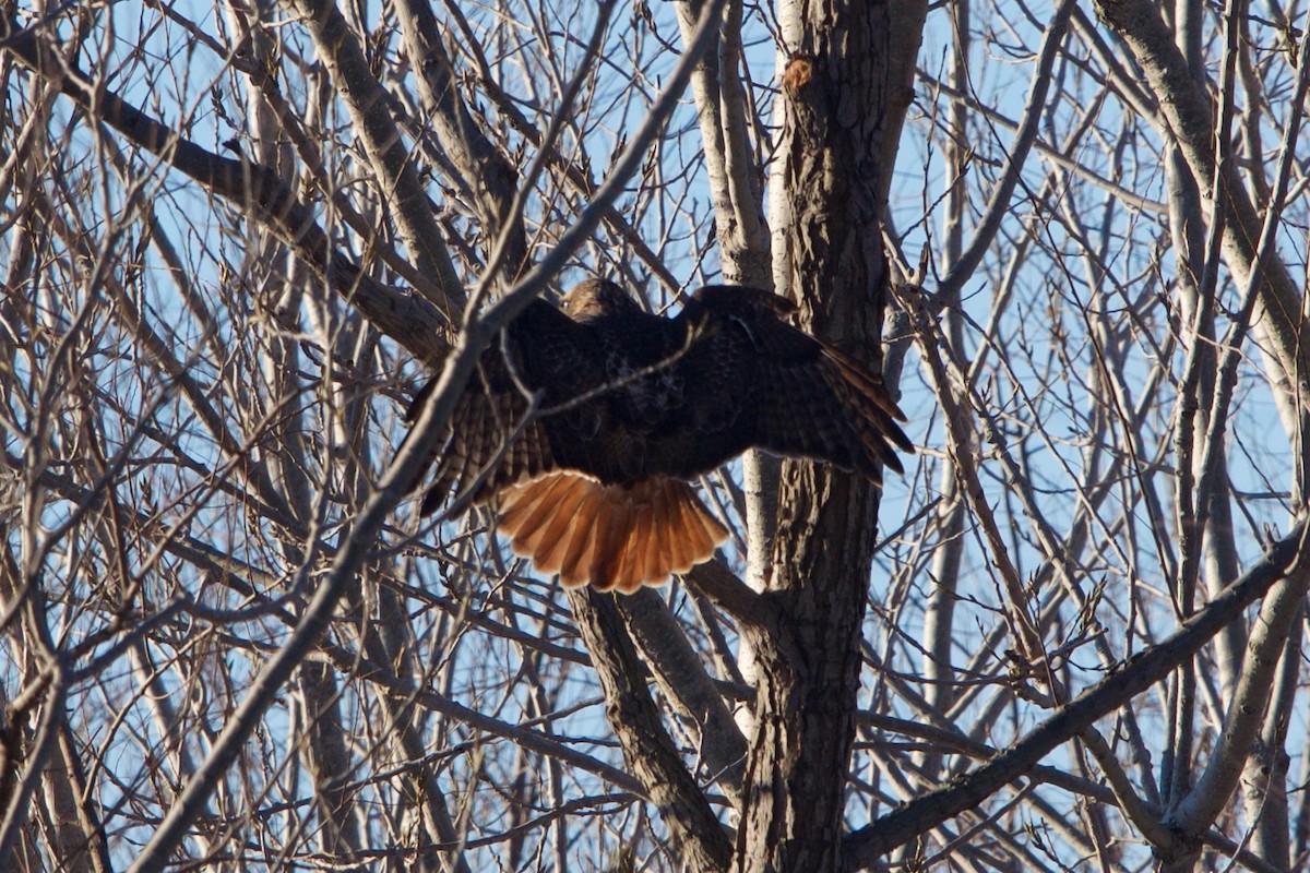 Red-tailed Hawk - Hal Mitchell