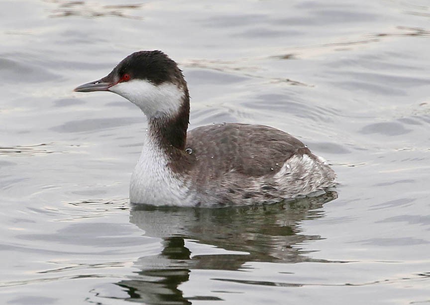 Horned Grebe - Mark Dennis