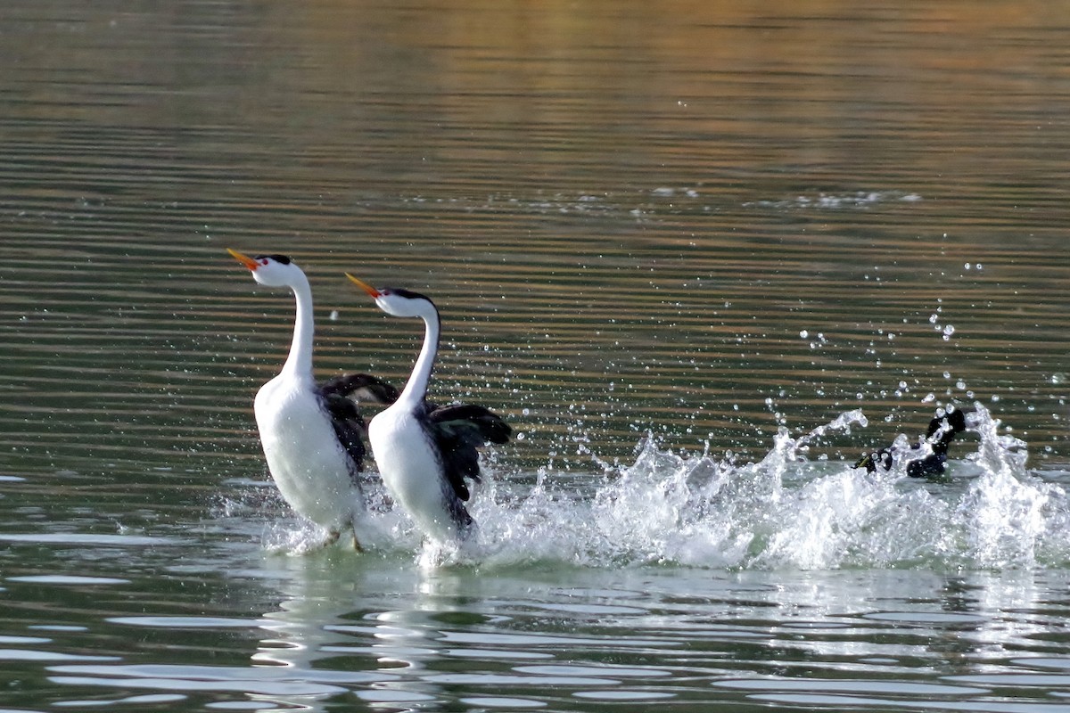 Clark's Grebe - Rob Bonner