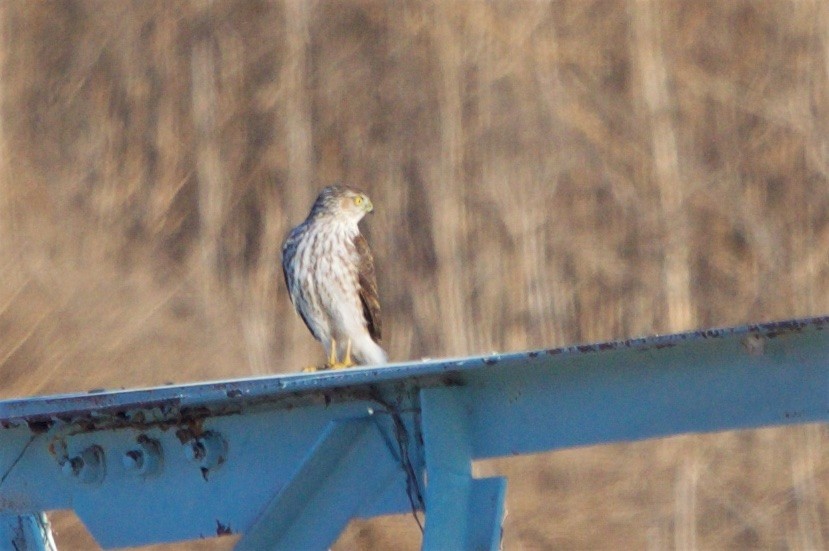 Sharp-shinned Hawk - ML82568921