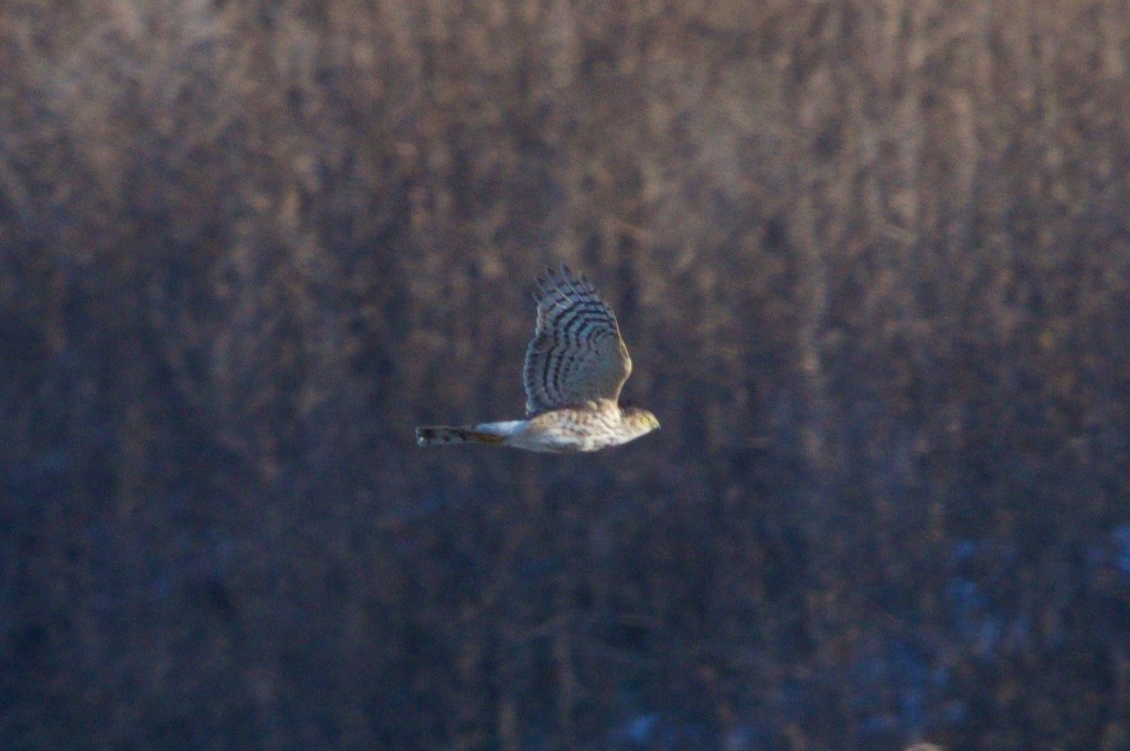 Sharp-shinned Hawk - ML82568951