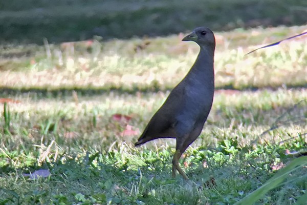 Pale-vented Bush-hen - ML82569601