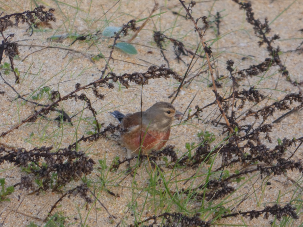 Eurasian Linnet - ML82575411