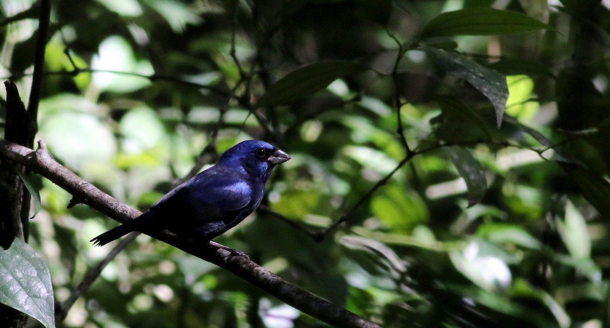 Blue Bunting (Middle America) - Jay McGowan