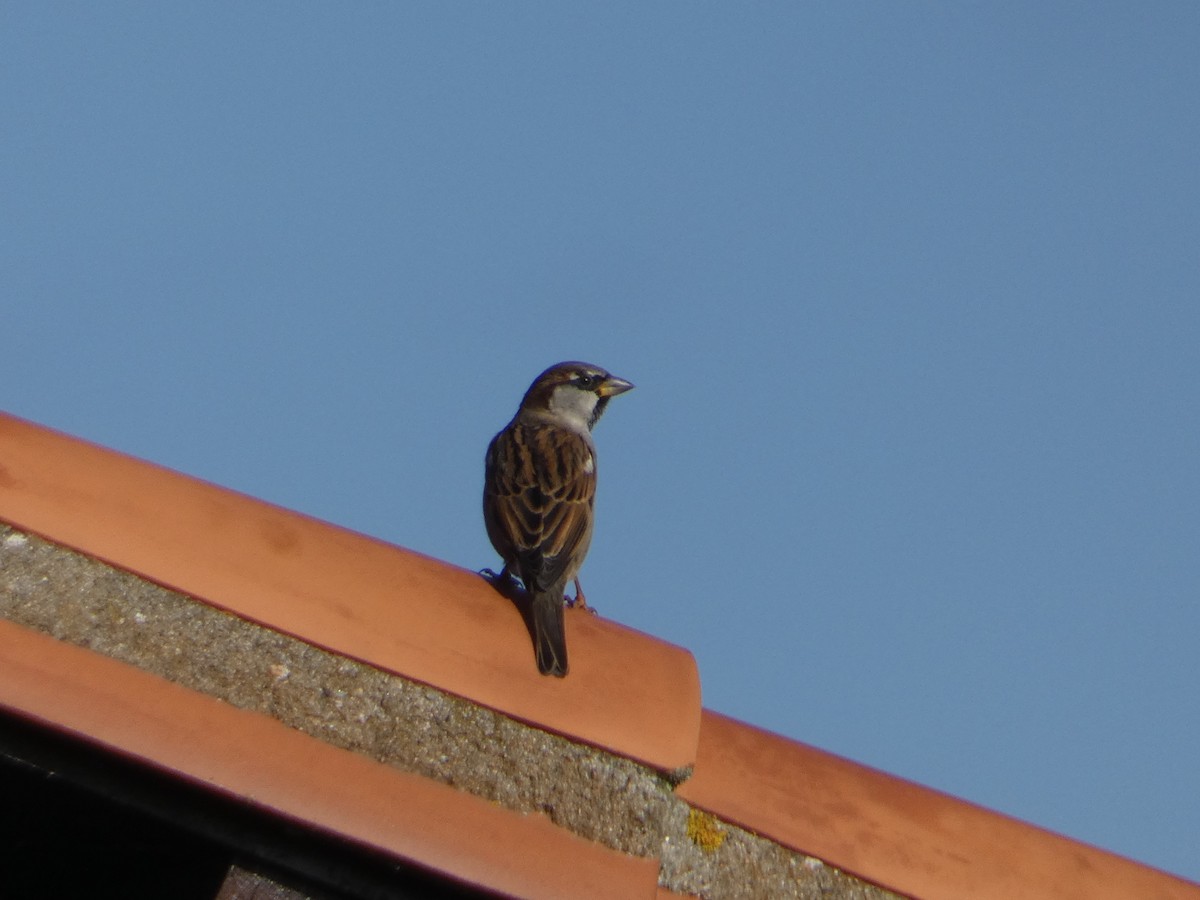 House Sparrow - ML82576191