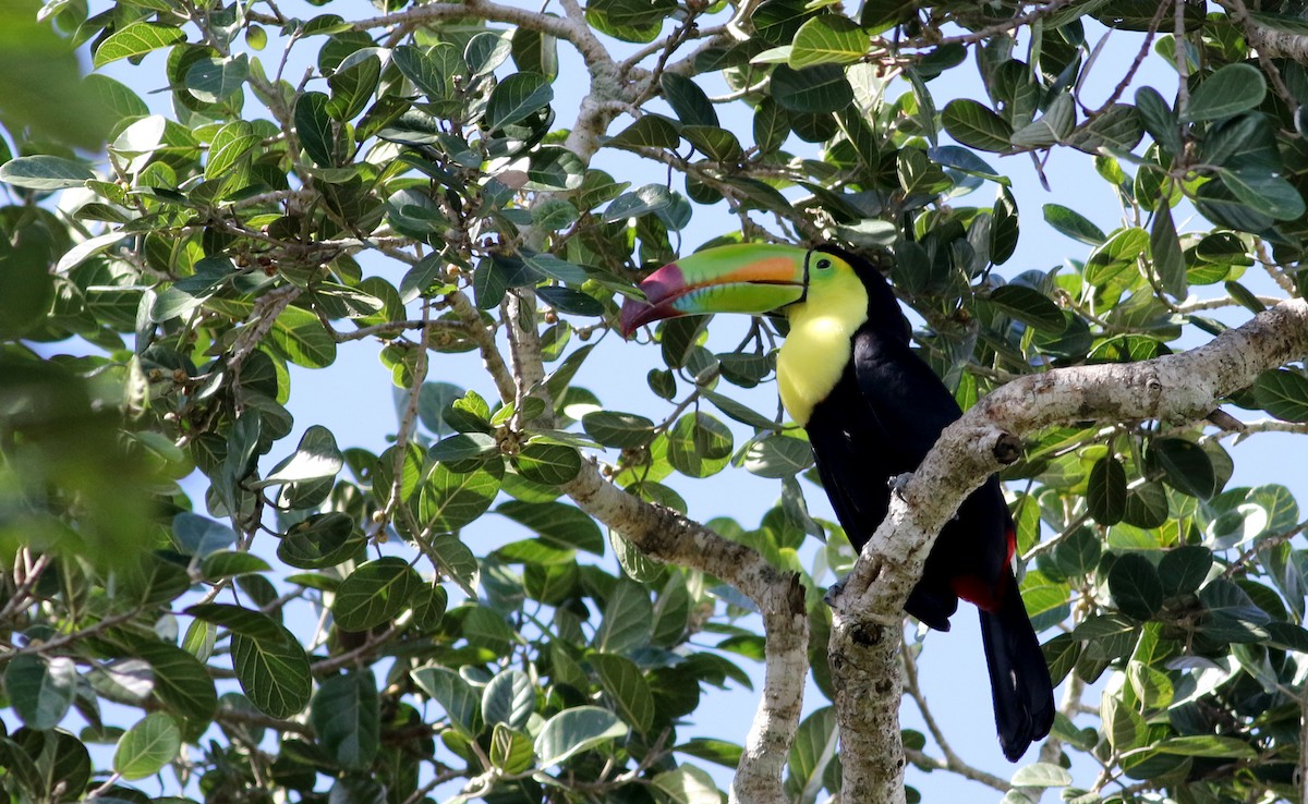 Keel-billed Toucan - Jay McGowan