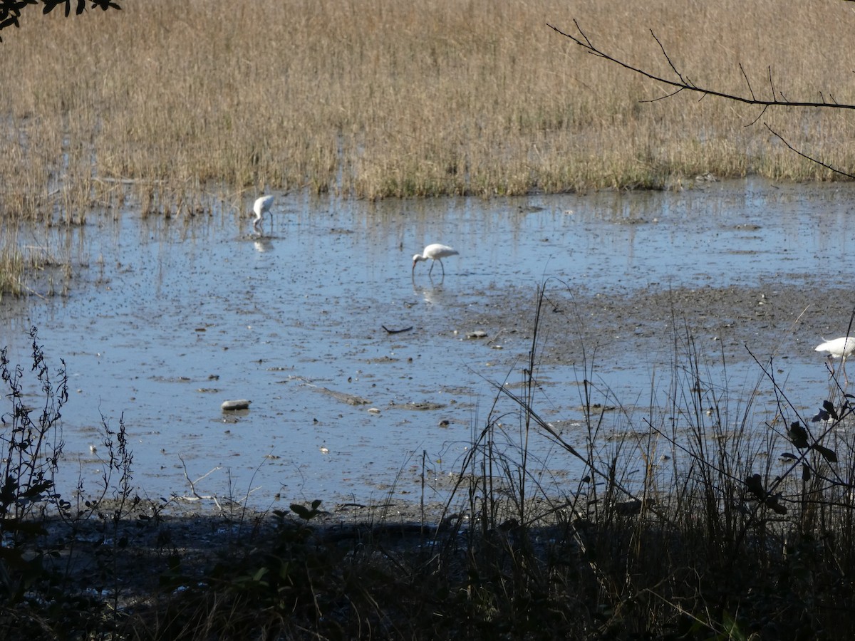 White Ibis - ML82576671