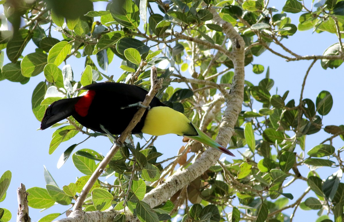 Keel-billed Toucan - ML82577341