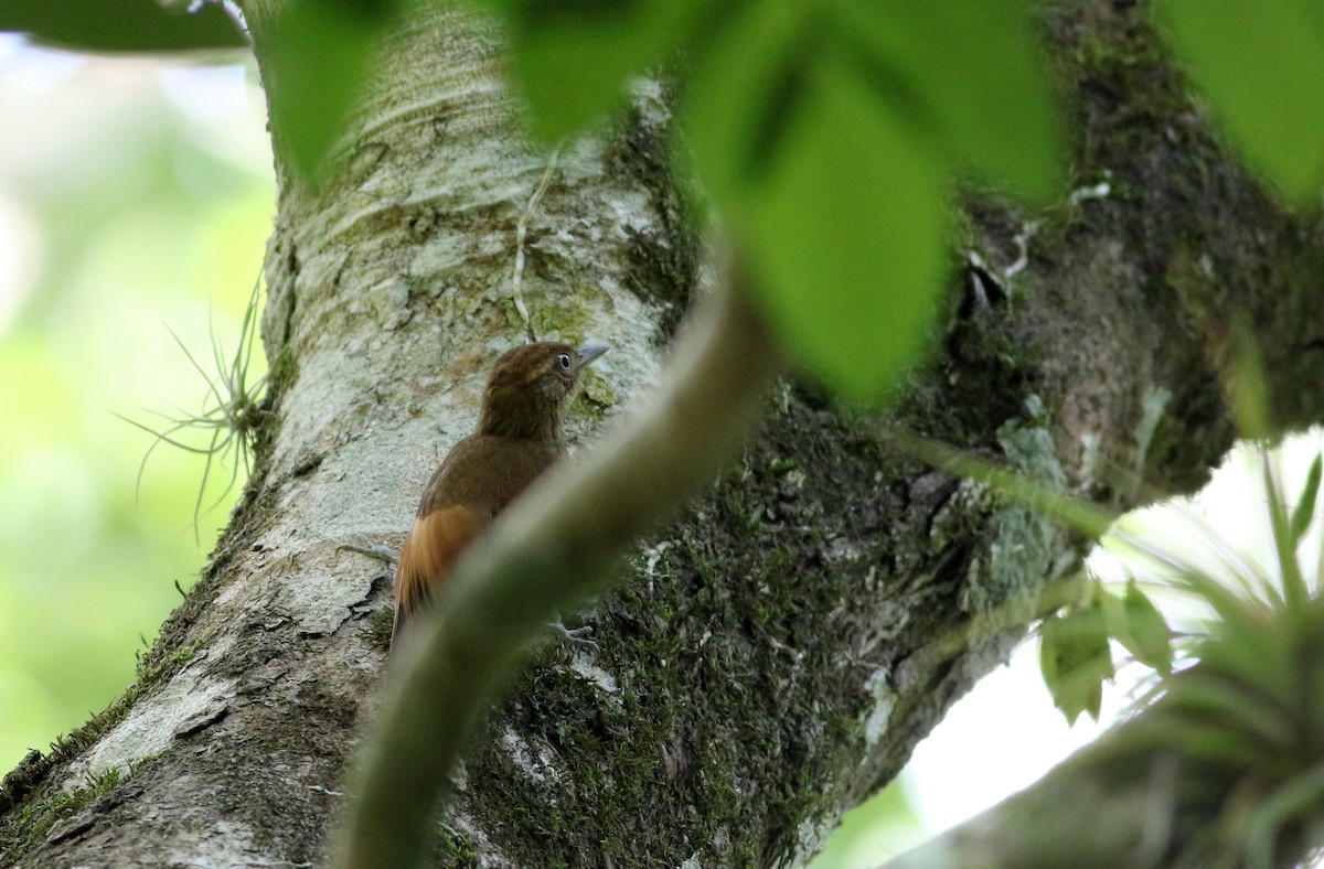 Tawny-winged Woodcreeper - Jay McGowan