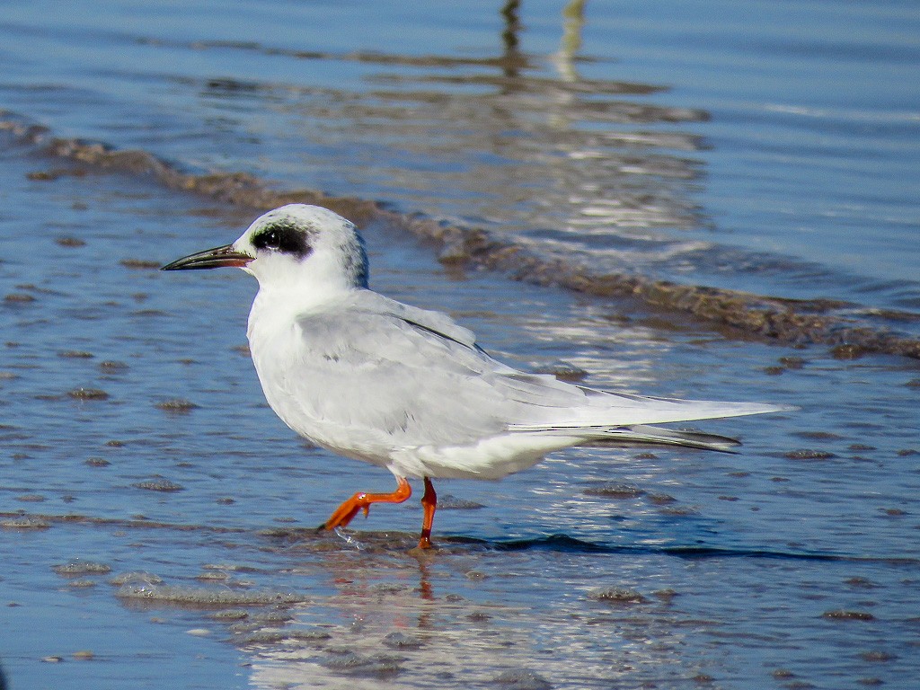 Forster's Tern - Sam Krah