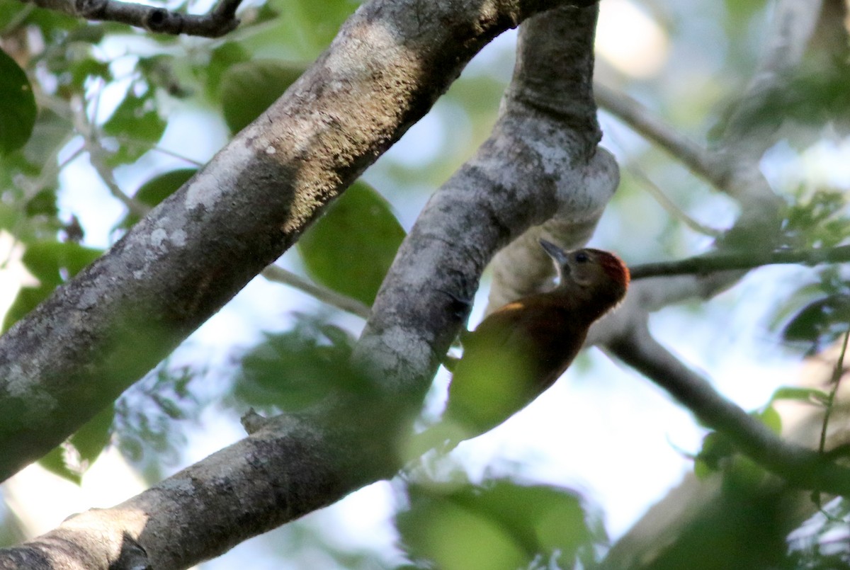 Smoky-brown Woodpecker - ML82577981