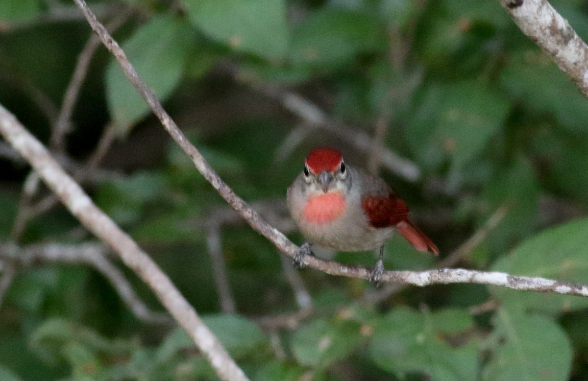 Rose-throated Tanager - ML82578701