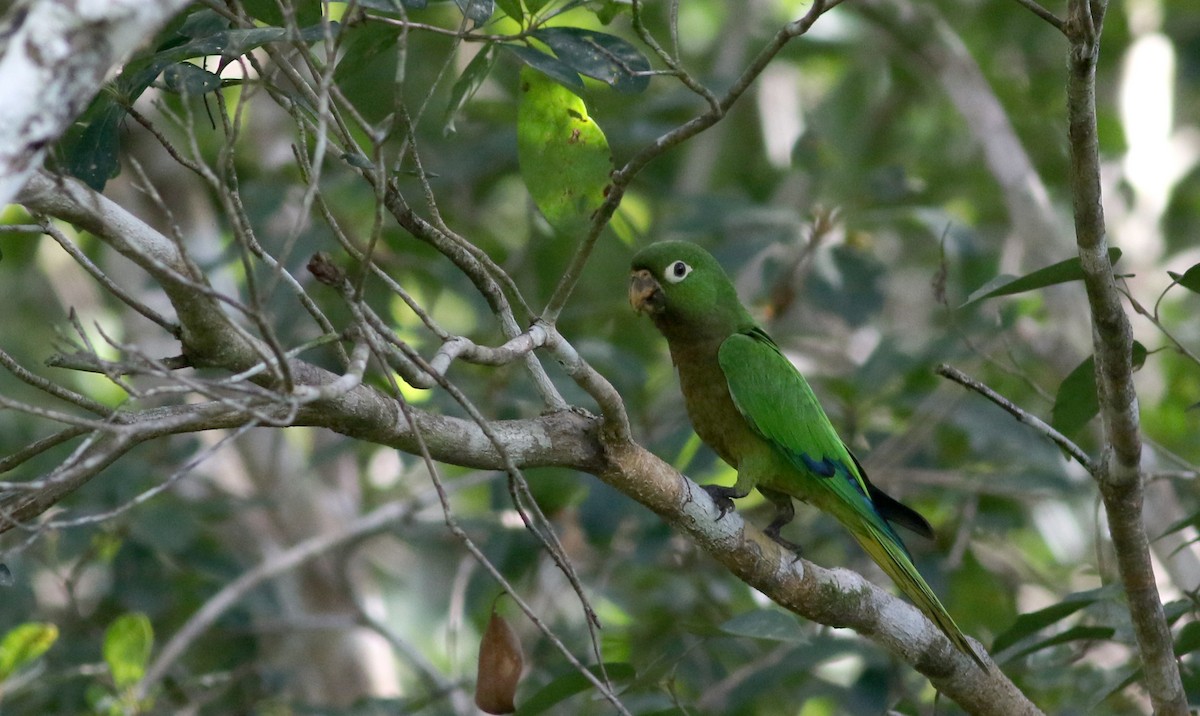 Olive-throated Parakeet (Aztec) - ML82580331