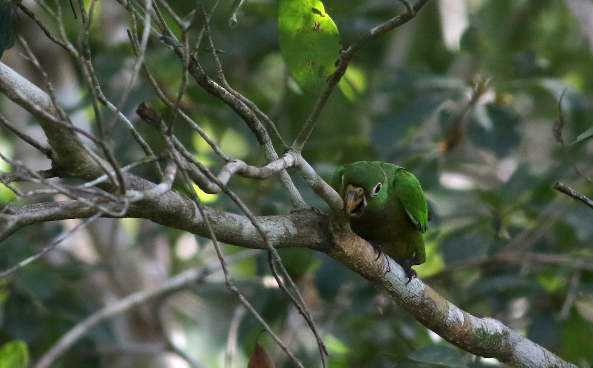 Olive-throated Parakeet (Aztec) - ML82580351