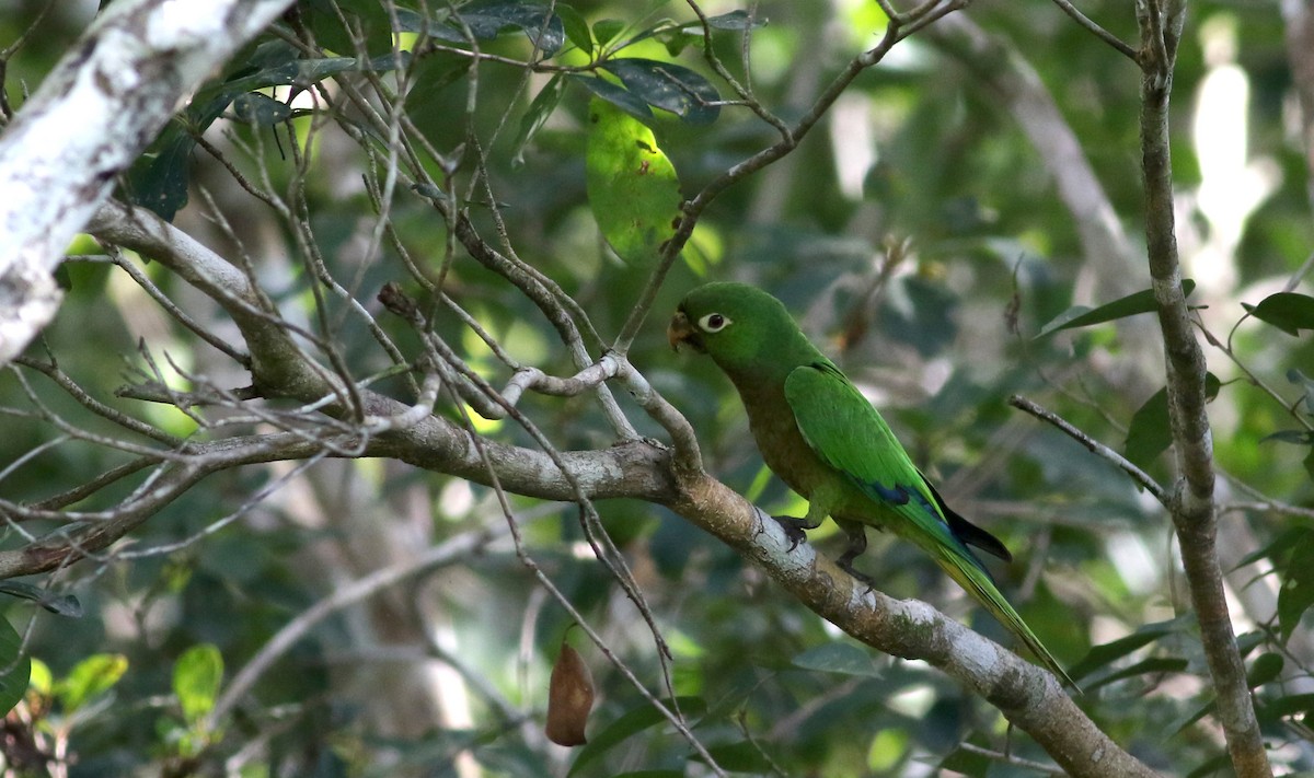 Olive-throated Parakeet (Aztec) - ML82580371