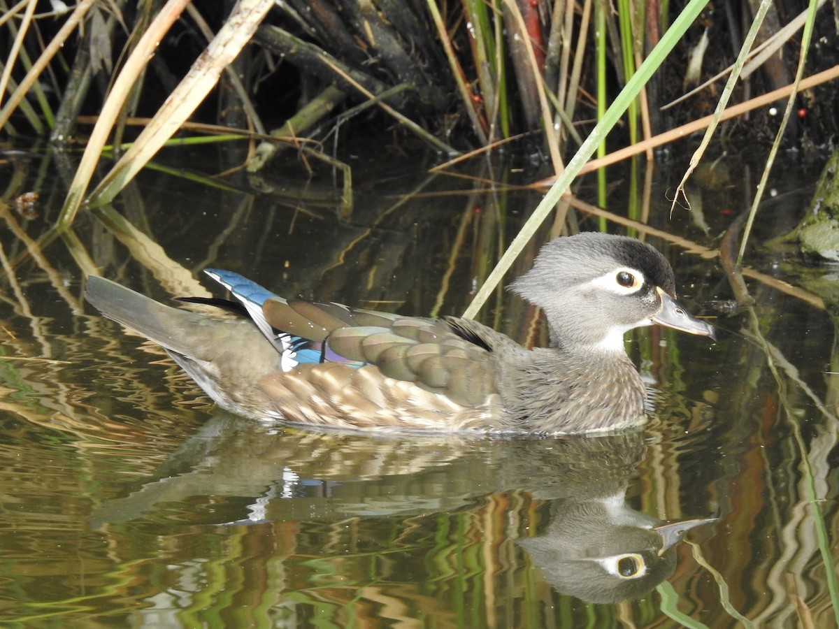 Canard branchu - ML82581861