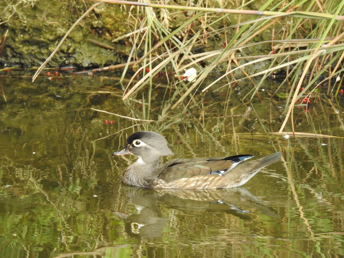 Pato Joyuyo - ML82582161