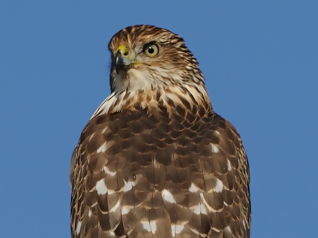 Cooper's Hawk - ML82582711