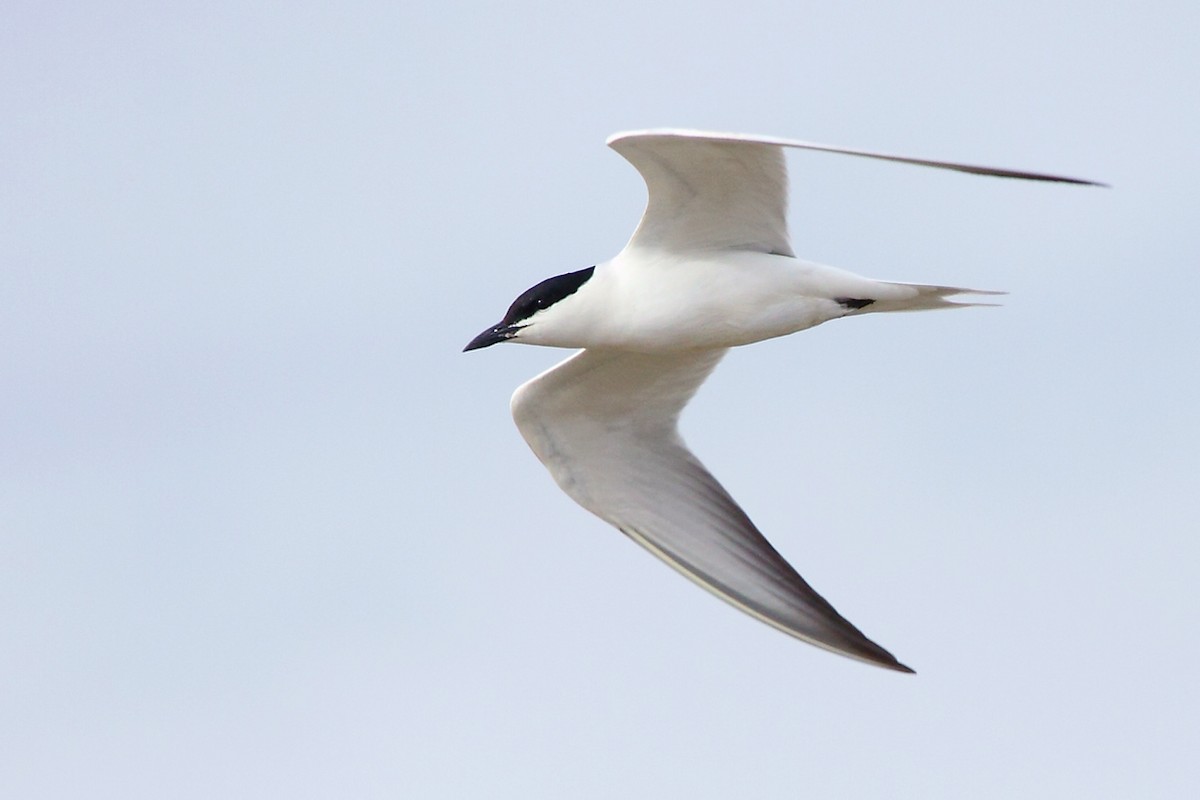 Gull-billed Tern - António Gonçalves