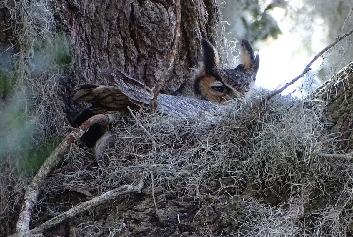 Great Horned Owl - Anonymous