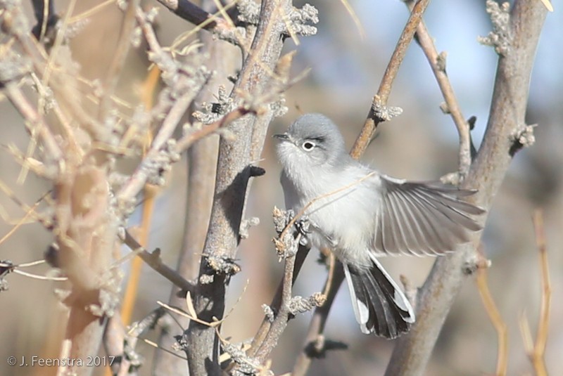 Black-tailed Gnatcatcher - Jonathan Feenstra