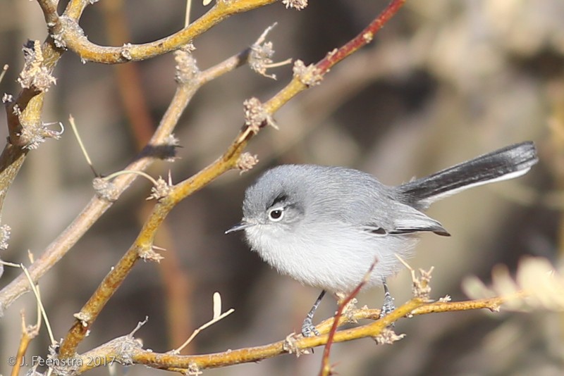 Black-tailed Gnatcatcher - ML82586431