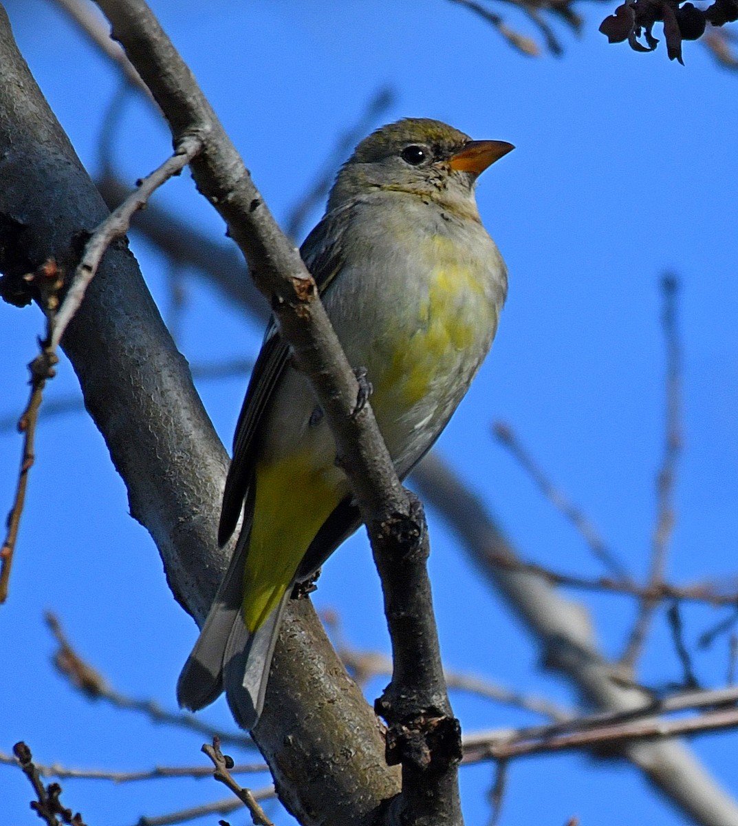 Piranga Carirroja - ML82586801